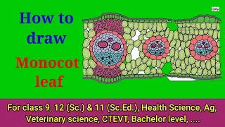 How to draw monocot anatomy