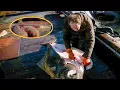 Download Lagu De jager ving een gigantische heilbot van 90 kilo en het heerlijke visvlees lag overal op zijn tafel