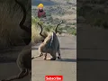 Download Lagu Kudu Survives Loin Attack and Gets Stranded on the Road #shorts #safari #africa