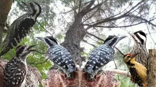 suara pelatuk sampit beras joss