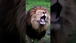 صوت الاسد حقيقي  صوت الاسد حقيقي