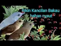 Lagu suara pancingan burung kancilan bakau nyaut