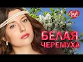 Download Lagu БЕЛАЯ ЧЕРЕМУХА ♥ ХИТЫ ШАНСОНА ДЛЯ ТАНЦПОЛА WLV ♥ ПЕСНЯ ЗАЖИГАЛКА ♥ RUSSISCHE MUSIK RUSSIAN MUSIC HIT