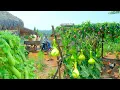 Harvest A Truckload Of Passion Fruit\u0026 Bottle Gourd To Sell At The Market, Cooking With Them, Garden