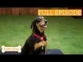 Download Lagu Senior Dog Breaks Free From Her Dark Past | Full Episode S2 Ep3 | Lucky Dog