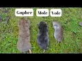 How To Identify If You Have Gophers Moles Or Voles Digging Up Your Yard