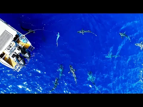Download MP3 CRAZY SHARK ATTACK FOOTAGE!! Bluewater Spearfishing And Fishing (Mahi Mahi Poke Bowls) - Ep 148