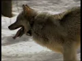 Röyksopp- Alpha male  Wolves clip