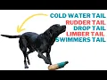 Drop Tail in Dogs