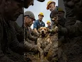 Download Lagu A Desperate Cry in a Storm!Dog Buried Alive in a Pit, a Miracle at the Last Second!#AnimalRescue