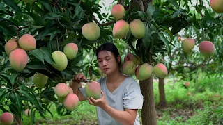 Apple Mango — a mango with both flavor and beauty