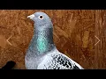 Arizona Classic Derby One Loft Pigeon Race