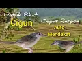 Download Lagu Suara Pikat Ciblek Gunung/Cigun Paling Jitu