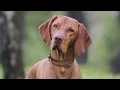Get Everyday Low Prices on Natural Balance at Petco
