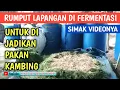 Download Lagu CARA MEMBUAT FERMENTASI RUMPUT LIAR, RUMPUT LAPANGAN | Pakan Kambing