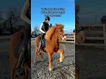 Download Lagu It’s a horse not a pony.. #horse #horses #icelandichorse #pony #horseriding #horsepower
