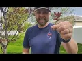 Cutting Grow a tree from a branch