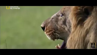 احمد كرز الأسد سيكاكاما دندنها