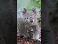 Download Lagu A koala WALKING? 🐨