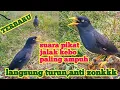 Download Lagu suara pikat BURUNG JALAK KEBO paling ampuh terbukti langsung turun,anti zonkkkk.....