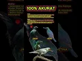 Download Lagu ciri ciri cucak keling jantan dan betina 100% akurat #cucakkeling