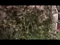 GMO Rootbeer Harvest - Day 66