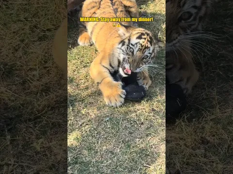 DO NOT touch my food! The ultimate tiger guard 🥩🐅