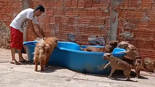 Limpeza da piscina e tive que guardar porque estava dando larva de mosquito 