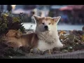 Download Lagu Hachiko Tribute - Telescope | Starset