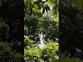 Download Lagu suara burung perkutut di hutan