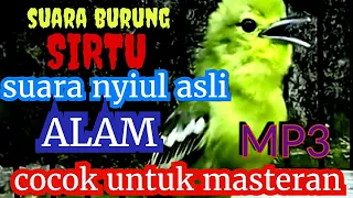 Download SUARA BURUNG SIRTU ASLI ALAM MP3