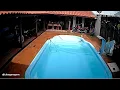 Pitbull saves chihuahua from drowning in pool