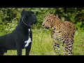 Cane Corso VS Leopard Dog Beat the Leopard Leopard Attack Wrong Dog