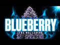 Blueberry The 80s Strain That Started The Entire Blue Family
