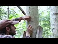 How to Harvest Birch bark Green Woodworking