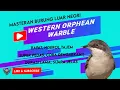 Lagu Burung Luar negri Buat Masteran, Orphean Warbler, Rapat, Ngerol Tajem dan Super Pedas