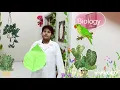 Microscopic structure of a leaf cross section Grade 7 Science exhibition
