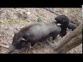 FUUNY PIG - BREED PIG - WHEN PIG LOVE ll Farm Village.P1