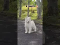 Lagu 28 days to 10 Month Samoyed transformation #doglover #feed #feed #samoyed #puppy #cute #love#pets