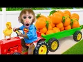 Download Lagu Monyet Bon Bon Imut memanen buah-buahan di peternakan dan makan popcorn pelangi bersama gajah