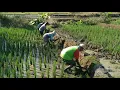 Download Lagu Cara mopok galengan sawah dan 4 istilah pekerjaan mencangkul sawah MP3
