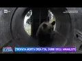Download Lagu Trovata morta Orsa F36, dubbi degli animalisti - La Volta Buona 29/09/2023