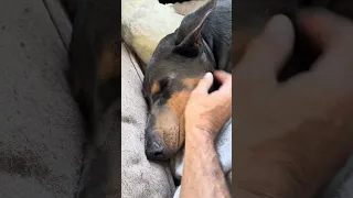 #fyp #dream #doberman #pets #youtube