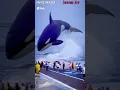 Download Lagu MELIHAT IKAN PAUS ORCA TERBESAR DI DUNIA - SHORTS