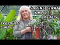 Saving a Giant Heirloom Xmas Cactus Propagating 2 Ways