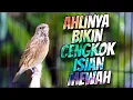 Download Lagu PALING DICARI - MASTERAN BLACKTHROAT GACOR SUARA JERNIH AHLINYA BIKIN CENGKOK MEWAH JUARA