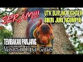 Download Lagu [MASTERAN LANGKA, JITU DILIRIK JURI ] SUARA TUPAI UNTUK MEMASTER BURUNG KESAYANGAN ANDA #tupai #fyp