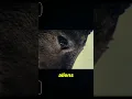 The Aliens In Spielberg s Disclosure Day Are FINALLY Here
