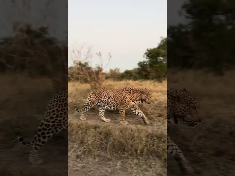 Watch This Magnificent Male Leopard Pass By!