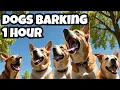 Lagu The LOUDEST Dogs Barking Video Ever! Dogs Barking For 1 HOUR!